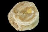 Fossil Xiphactinus (Cretaceous Fish) Vertebra - Kansas #139296-1